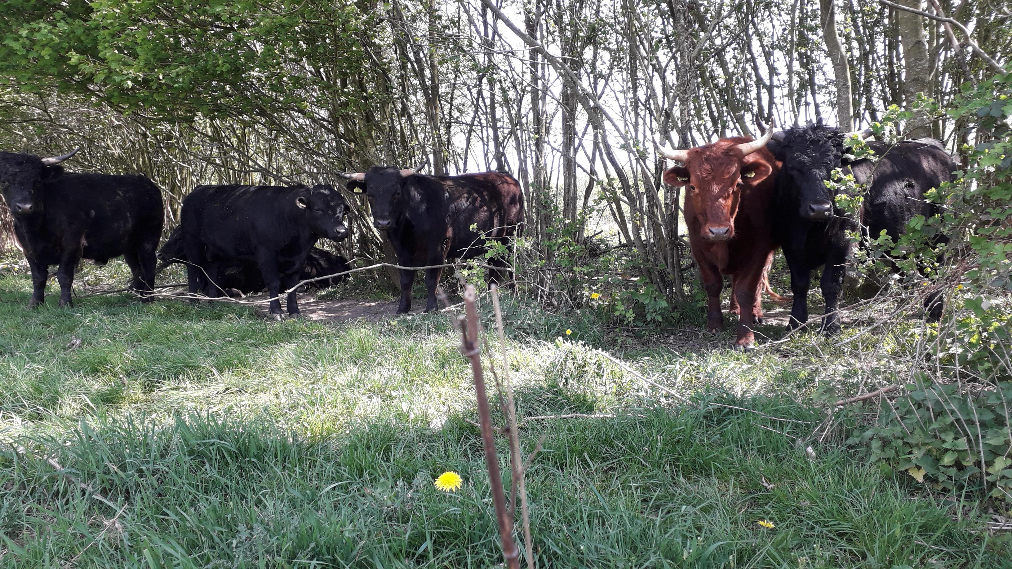 kudde Dexters in natuurgebied